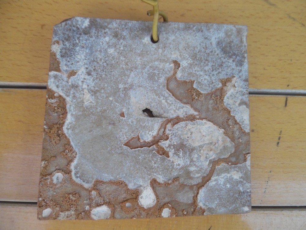 fossil fish herring Eocene green