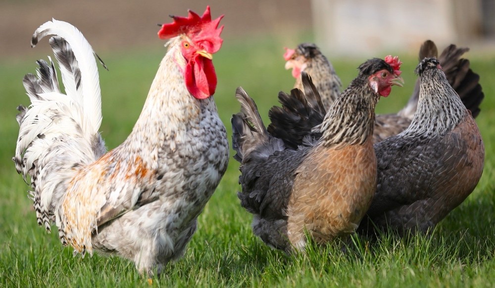 10++ NPIP Crested Cream Legbar Hatching Eggs - Read Description