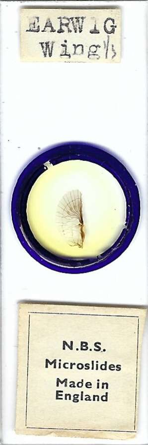 Earwig Wing Microscope Slide by N.B.S.