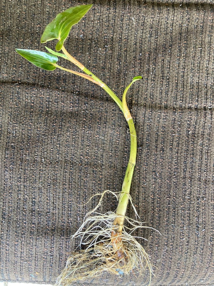 4 Live Lizard Tail Plants | Saururus cernuus ** FREE SHIPPING**