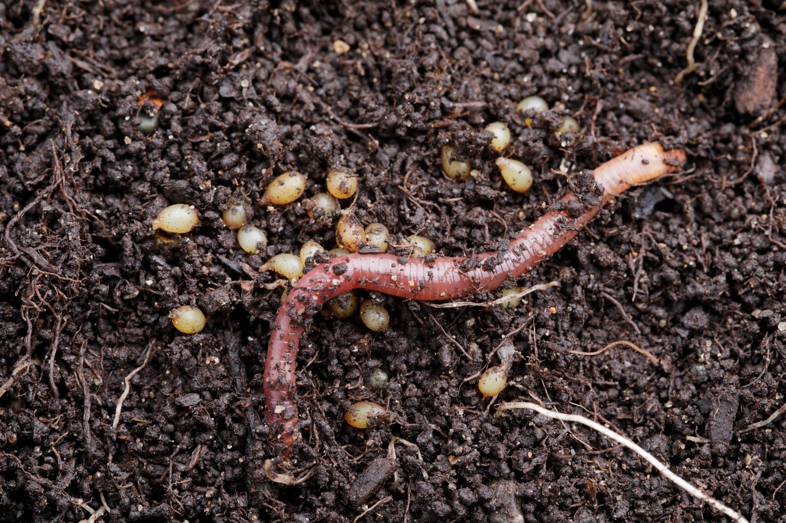 1 Lbs PURE RED WIGGLER Compost Worm /FREE SHPG/Weather Determines SHPG