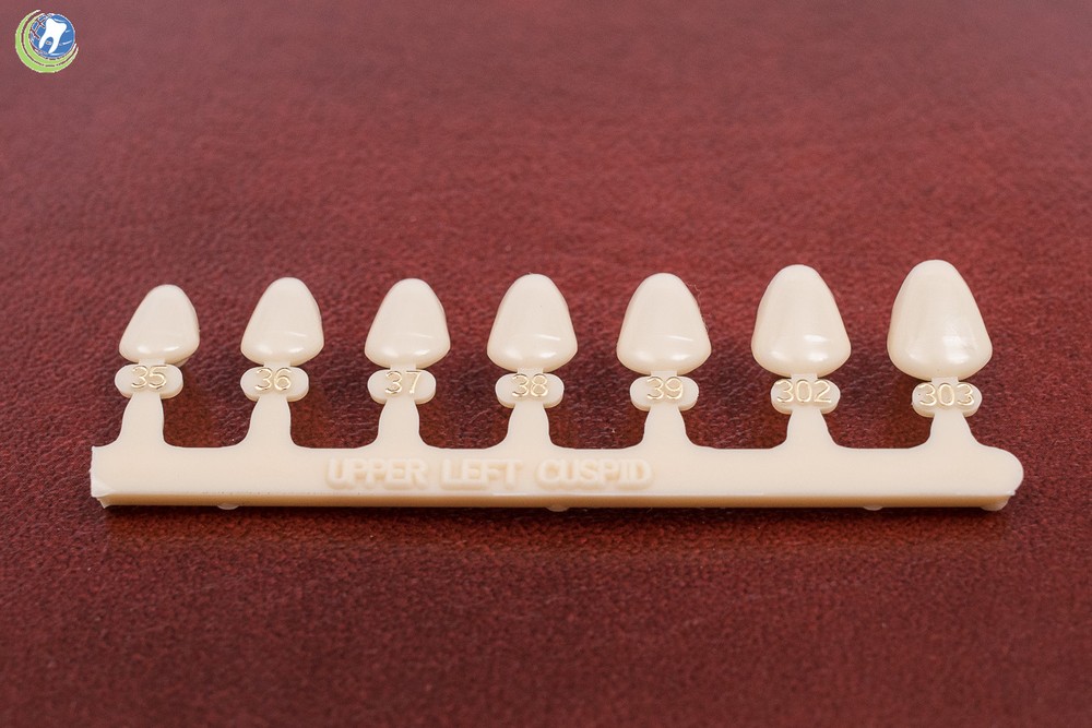 #11 & #22 Tooth Left Upper Lower Cuspid Polycarbonate Crowns Caps Refills 7Sizes
