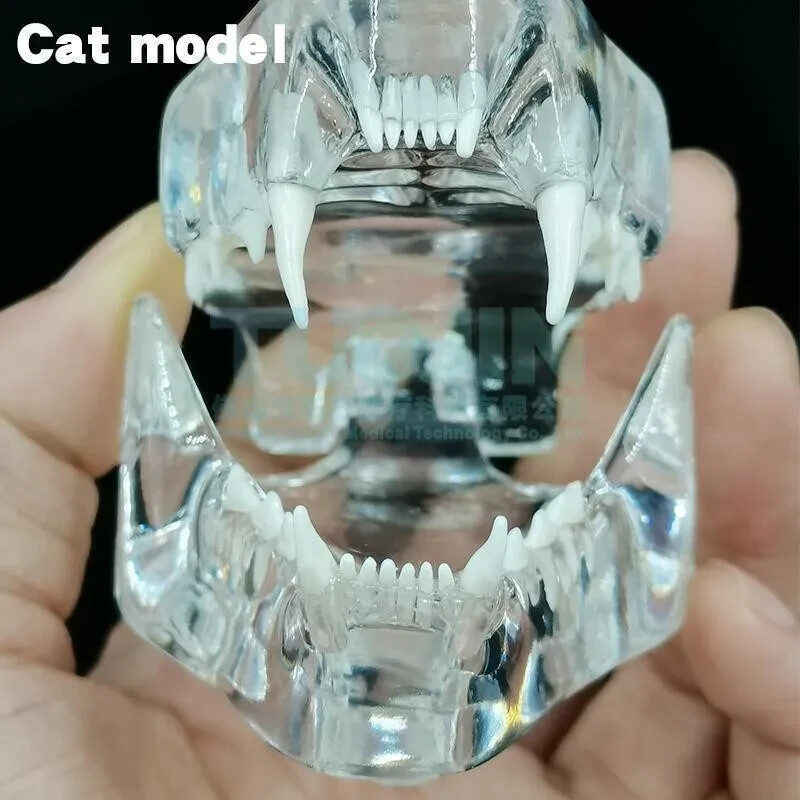 Cat Teeth Model Tooth Transparent Anatomical Veterinary Teaching PVC