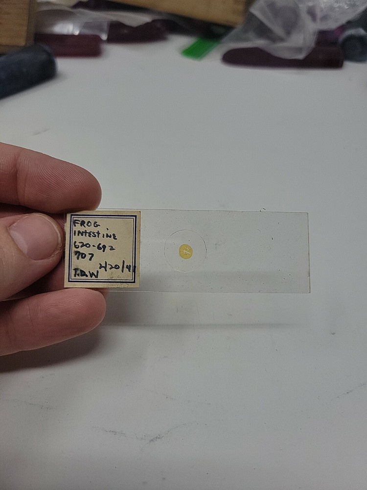 Vintage Microscope Slide 1941