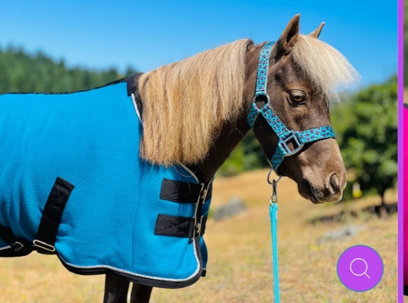 Miniture Horse Cooler