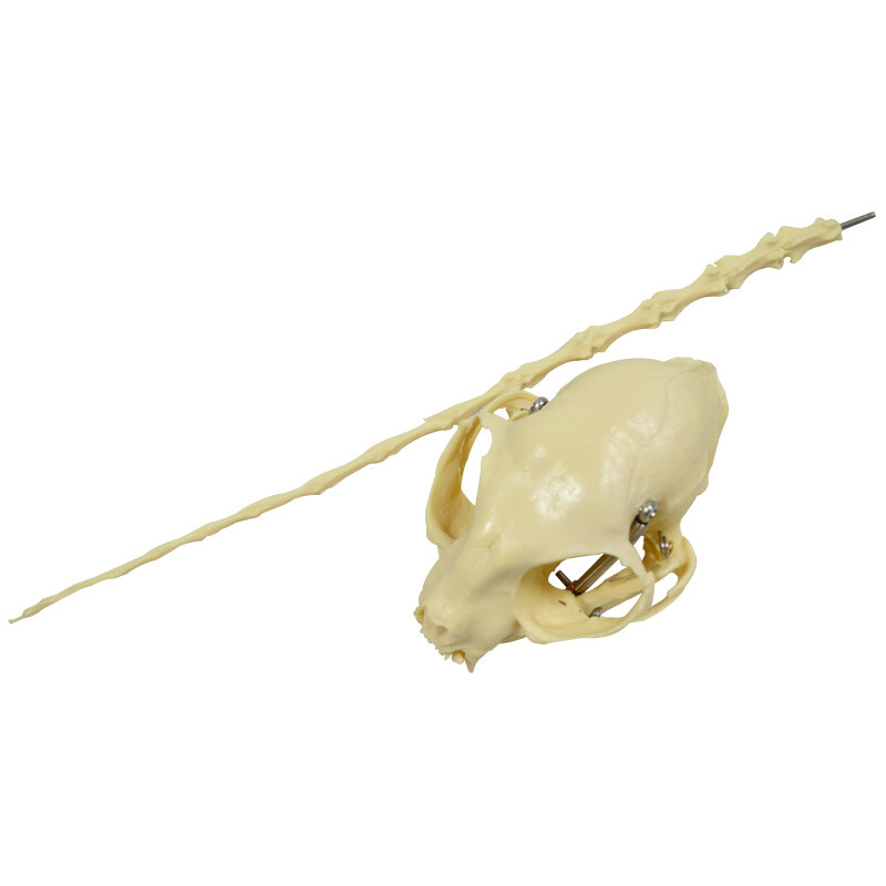 Feline Skeleton Anatomical Model Education Model Study Train Standard Size PVC
