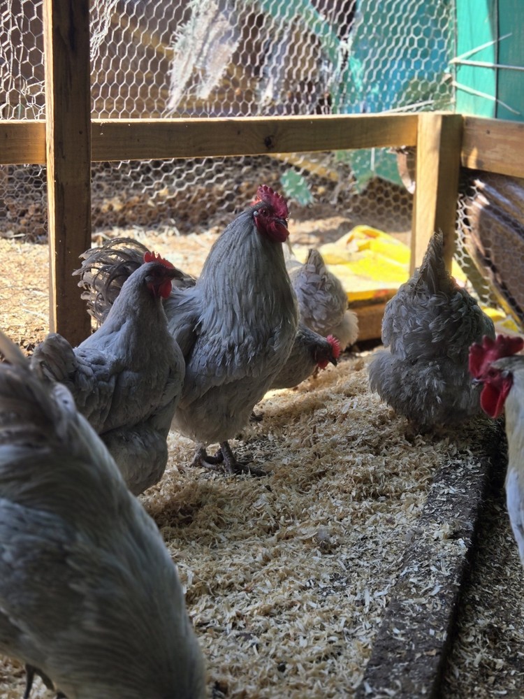 Lavender Orpington Hatching Eggs 12 Plus 2