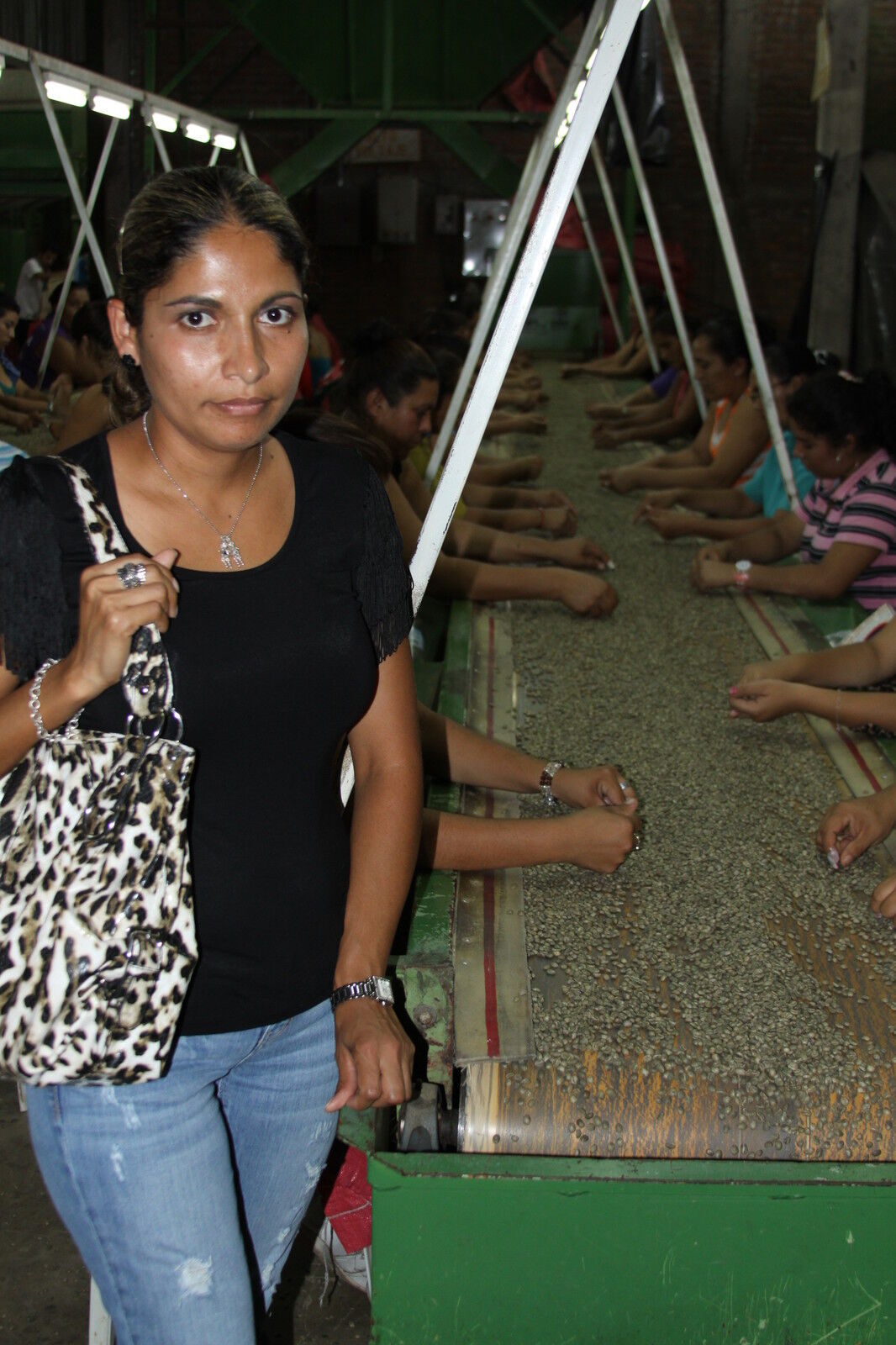 Jamaican Blue Mountain Coffee Beans Peaberry Dark Roasted 10 Pounds 1 Pound Bags