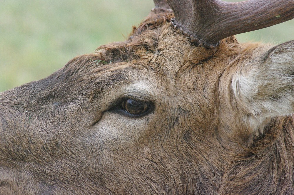 Red Stag Taxidermy Reference Photo Cd