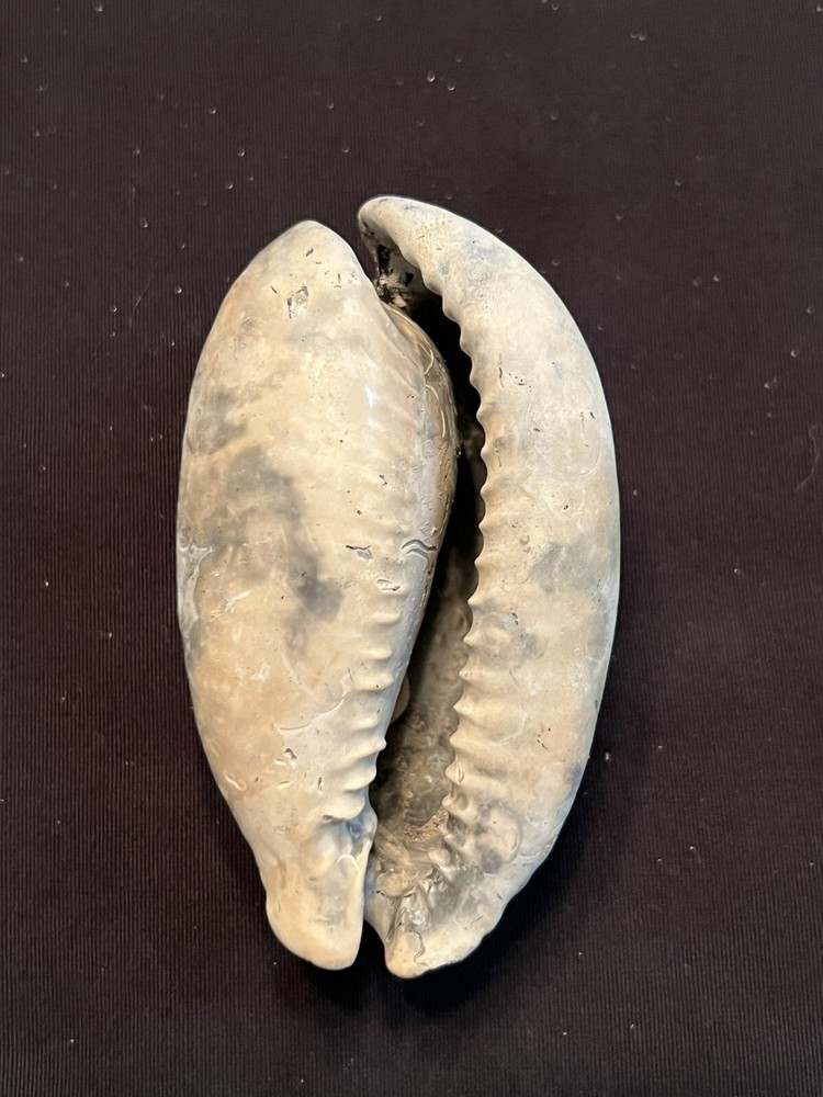 EXTINCT Fossilized COWRIE Shell ( Akleistostoma Macbrideae ) From Central Fl