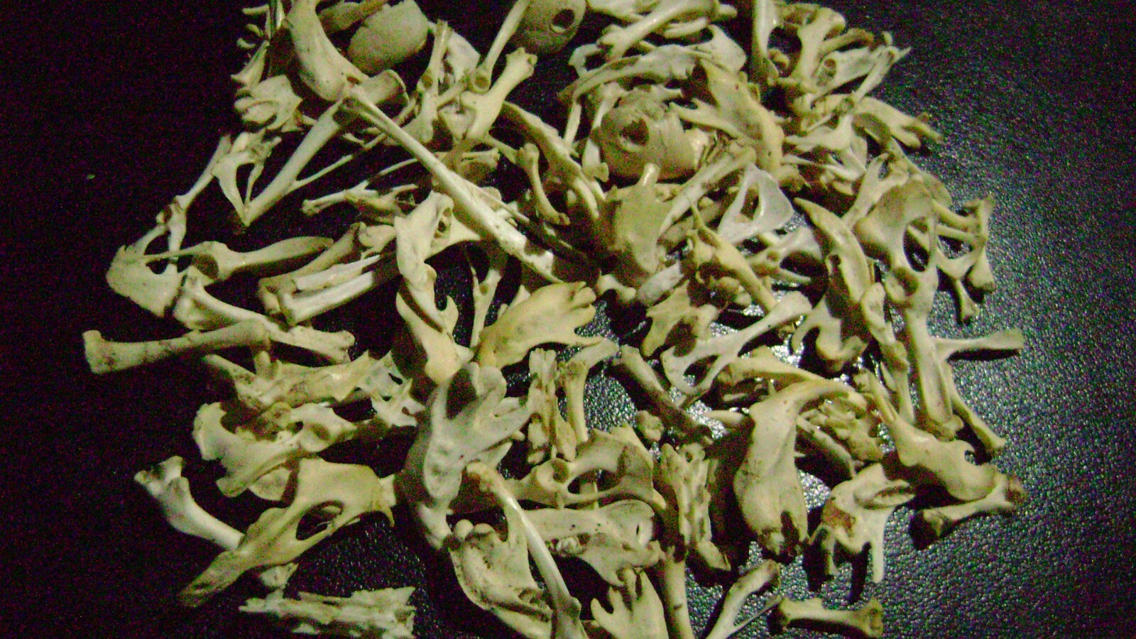 100 REAL RAT BONES taxidermy OCCULT ART crafts STEAMPUNK LOT animal skeleton