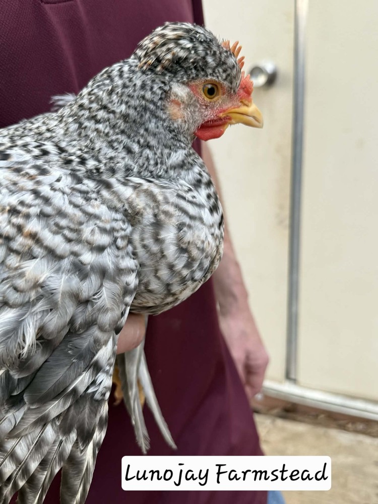 6 + Crest Cream Legbar Hatching Eggs