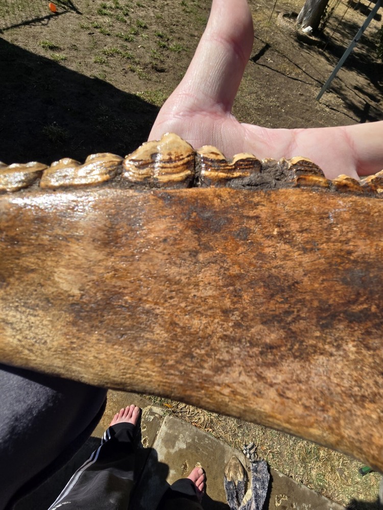 Nice Horse Jaw !