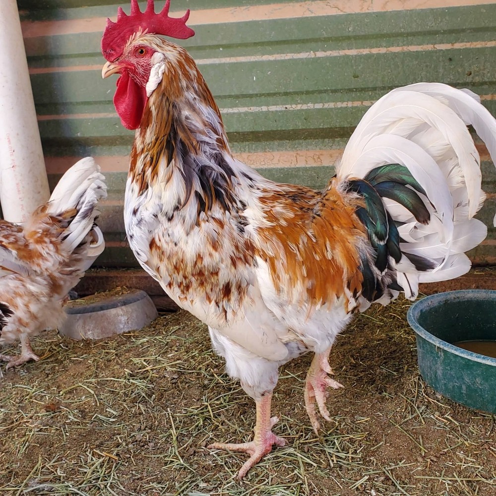 ALOHA CHICKEN HATCHING EGGS - 6+ Eggs