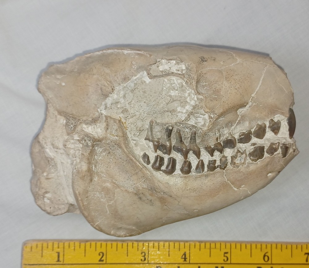 Fossilized Oreodont Skull Museum Quality Excellent Condition