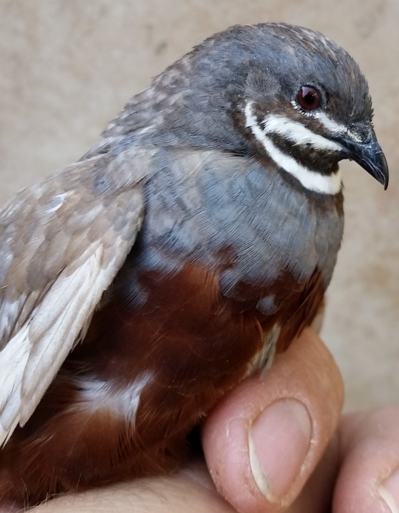 12 Button Quail Hatching Eggs