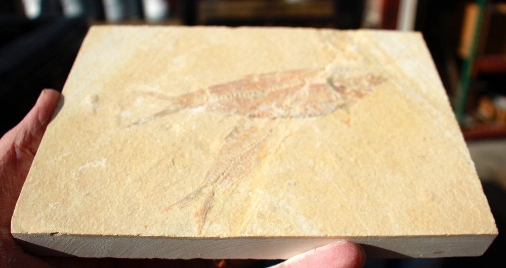 3 Fossil Fish • Complete Knightia eocena • 4.75"