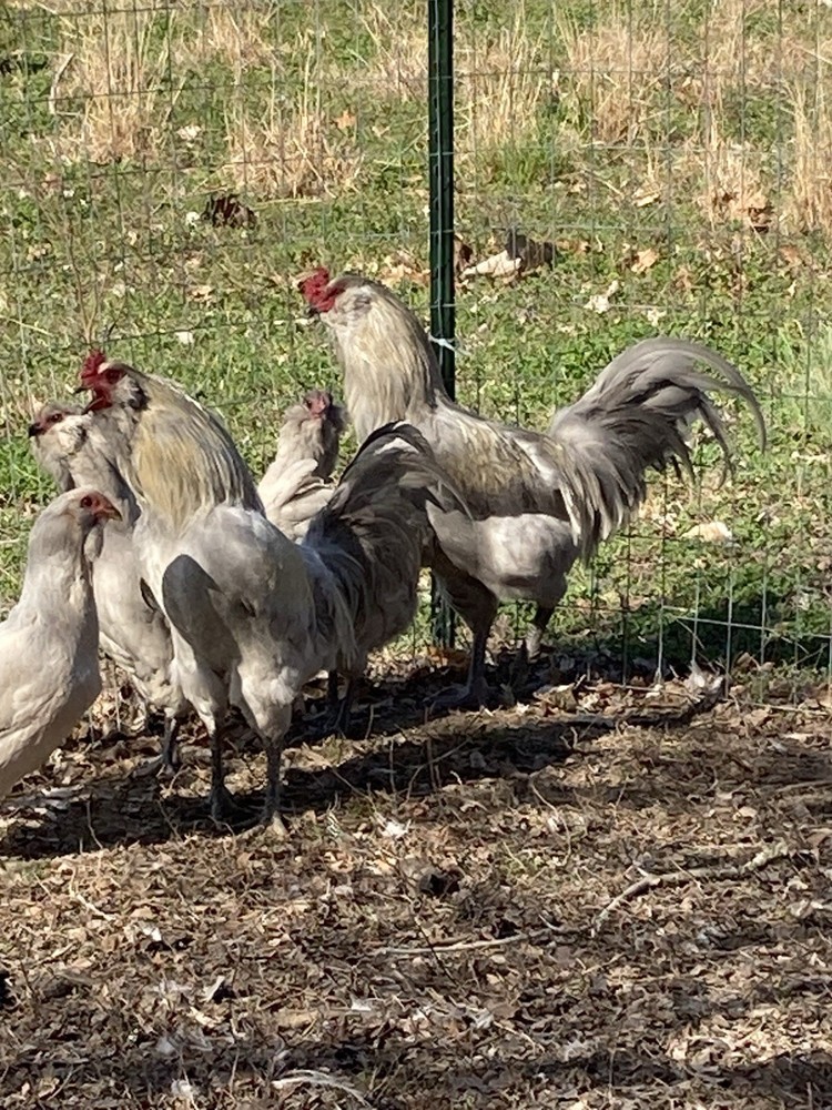 12 Lavender Ameraucana Hatching Eggs