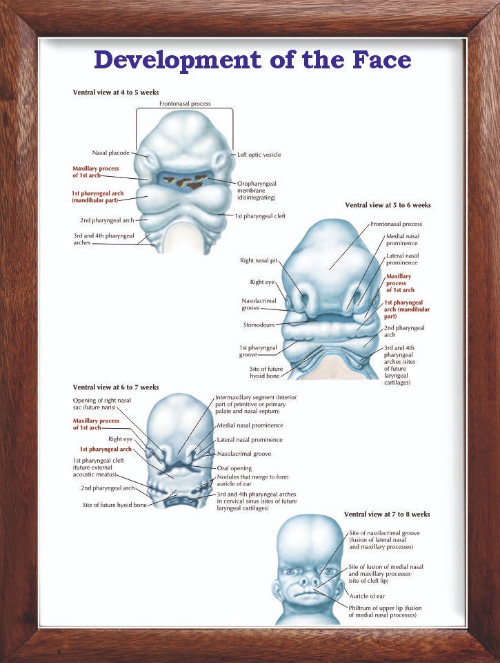 Development of the Face Chart 12x18 inches