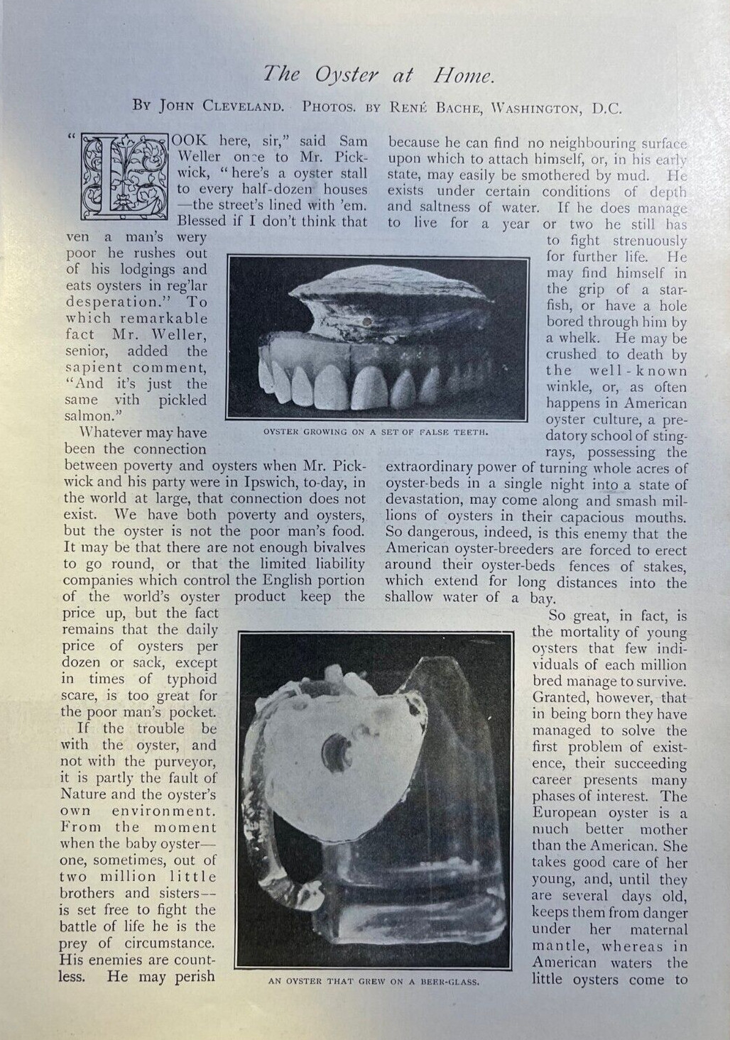 1903 Oysters illustrated