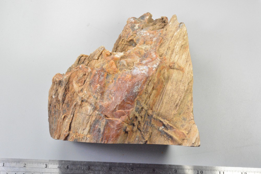 Petrified Wood Round, Saddle Mountain, Washington