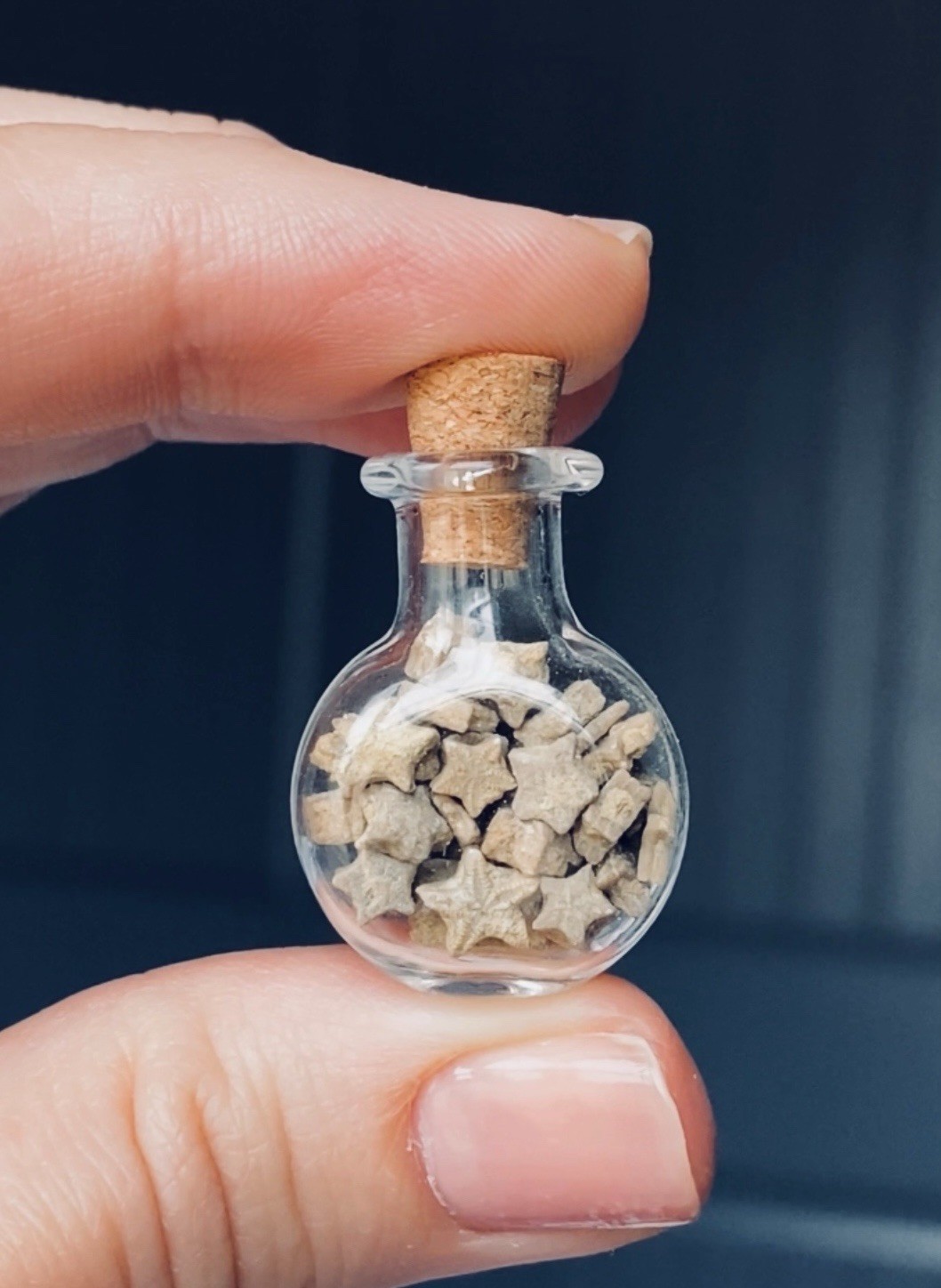 A Bottle of 36 Crinoid Star Fossils
