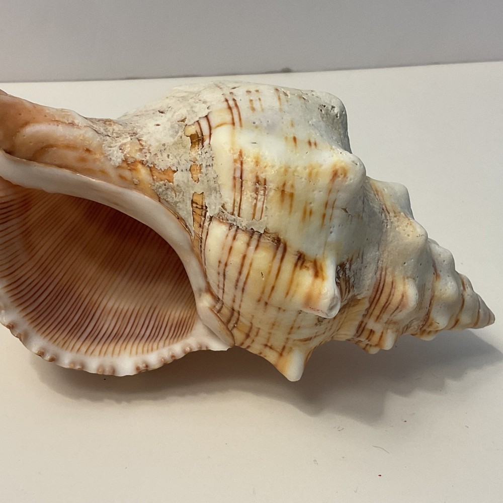 Conch Seashell Brown & White 7” Long Sea Shell