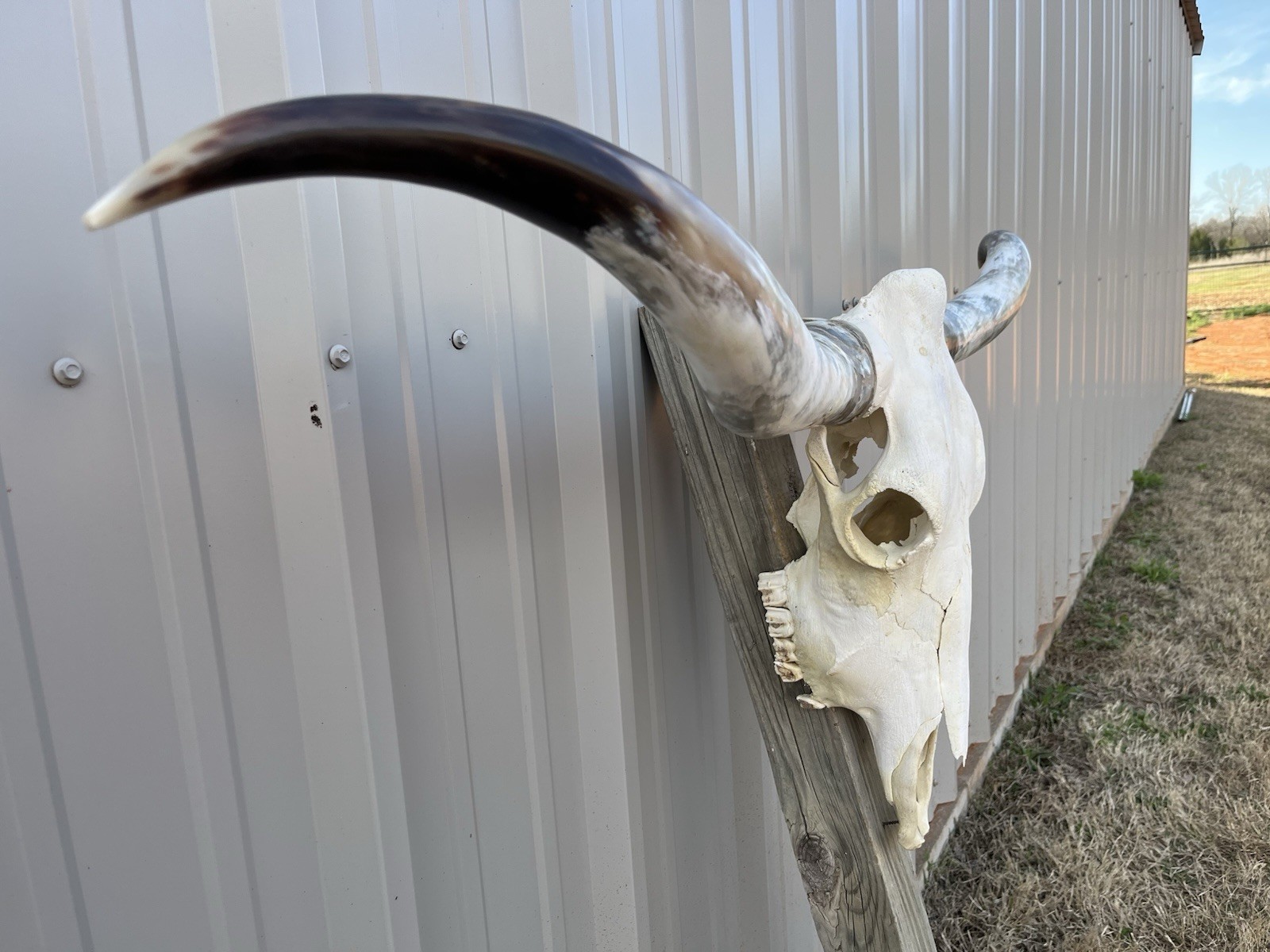 Longhorn STEER SKULL 4 Feet 9 1/2 Inch WIDE Horns BULL HORN MOUNTED COW HEAD