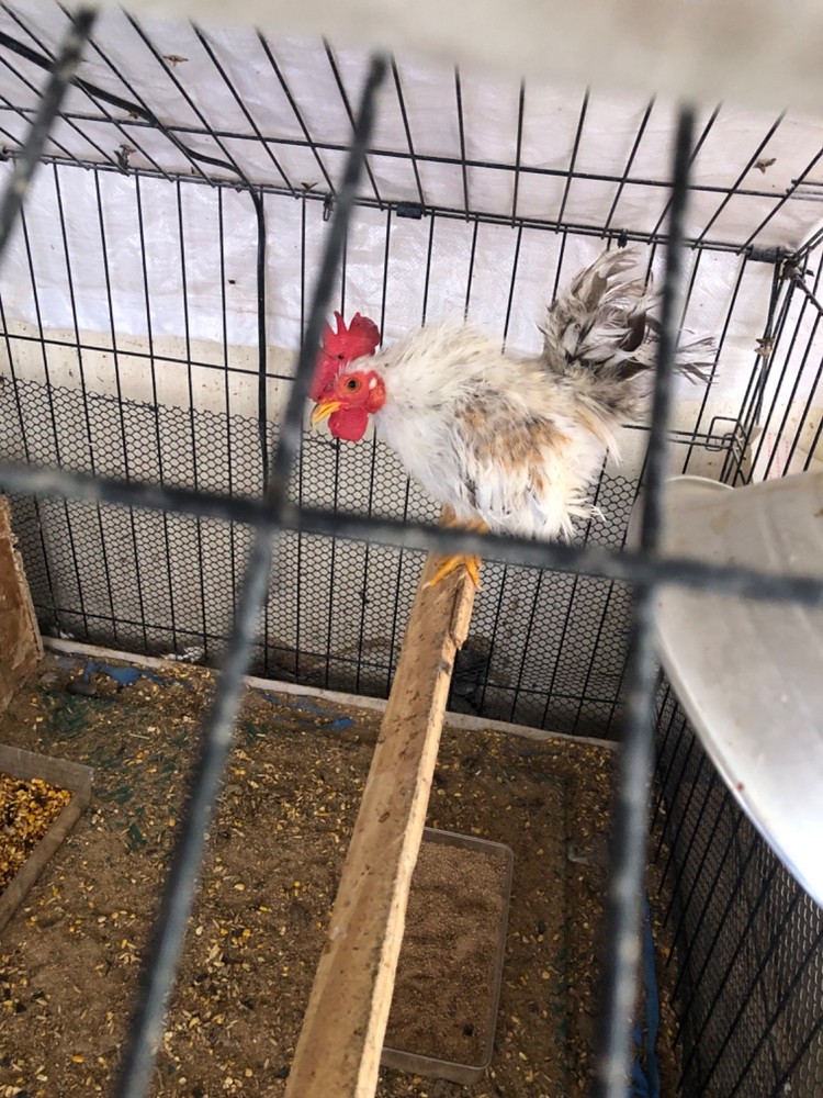 12 Clean Serama Hatching Eggs, Micro, A & B Types / Malay/Trad