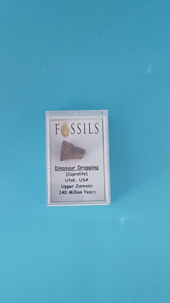 Fossiled Dinosaur Dropping/ Croprolite