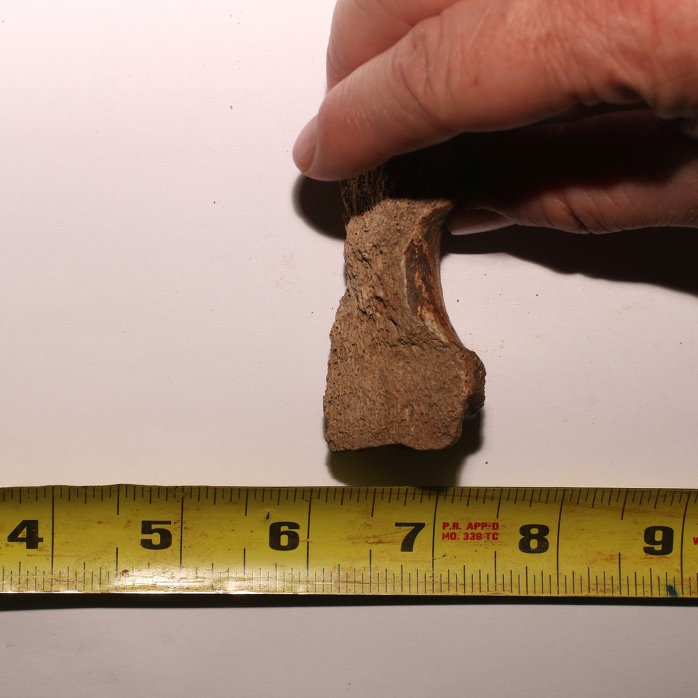 Dinosaur Vertebra Partial - Nice Sized - Hell Creek Formation CRETACEOUS Great