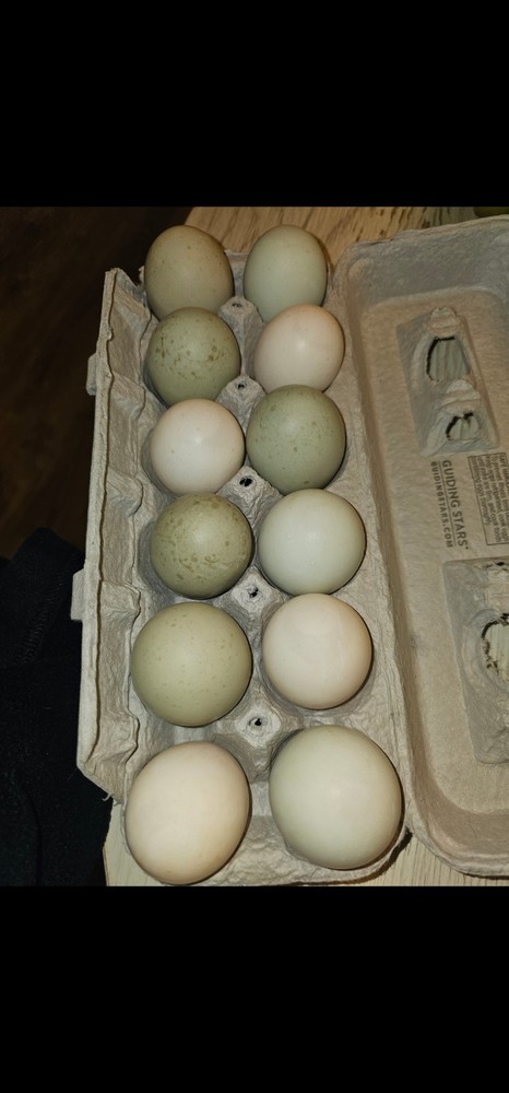 Cayuga, Ancona, Jumbo Pekin Hatching Eggs
