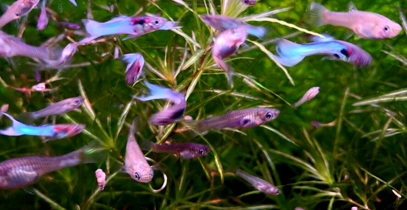 Neon Sky Blue Endler's - 4 Pairs (3 Pair+ 1 Free Pair (4M/4F))