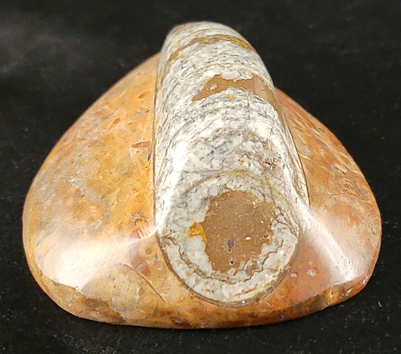 Vintage Ancient Orthoceras Squid Shell Fossil Morocco Approx 3.5" & 4.5" Lot of