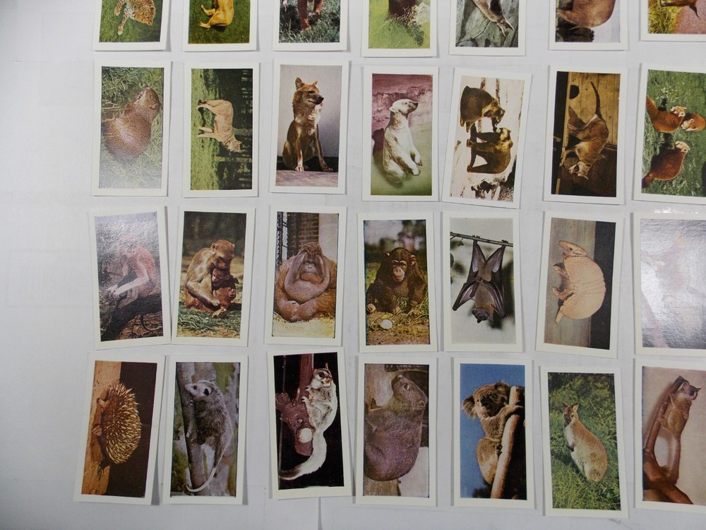 Hornimans Tea Cards Wild Animals Complete Set 48