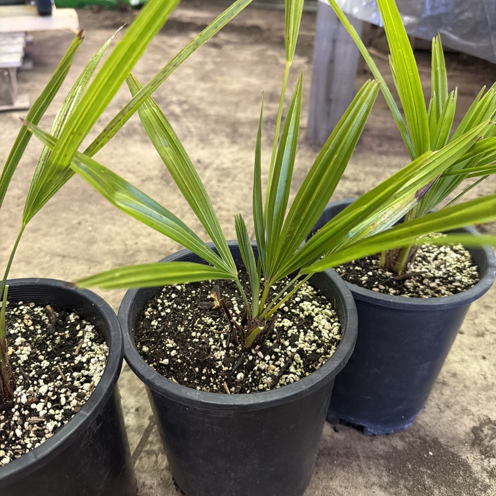 Windmill Palm 1 Gallon Pot 4 Pack