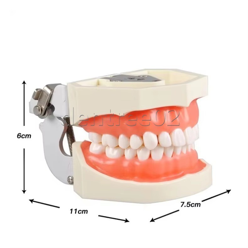 Dental Human Teeth Model Standard Clinic Teaching Demonstration Kit