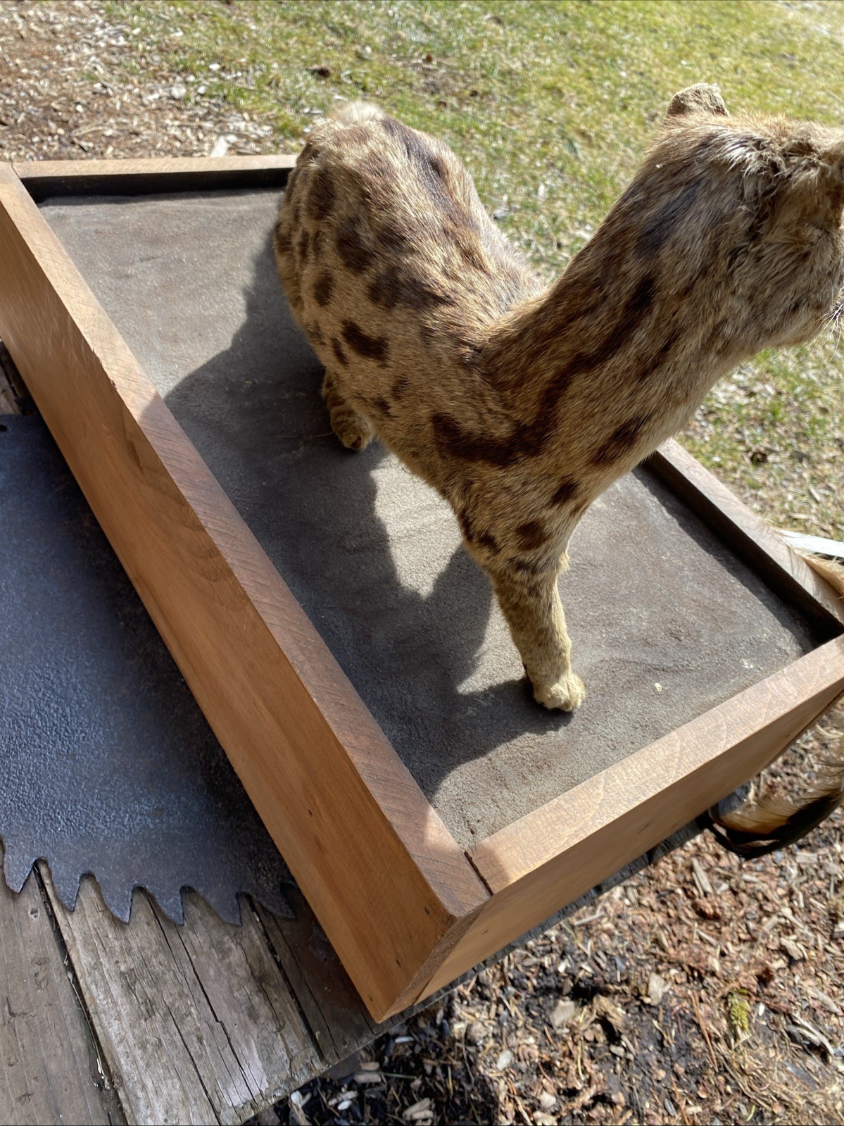 Super Cool African Genet Cat Standing Mount Taxidermy Exotic Decor