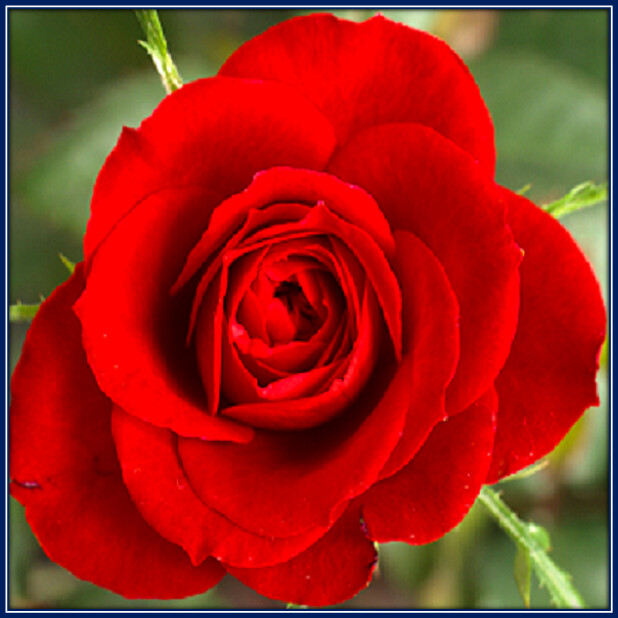 30 Custom Beautiful Red Rose Personalized Address Labels