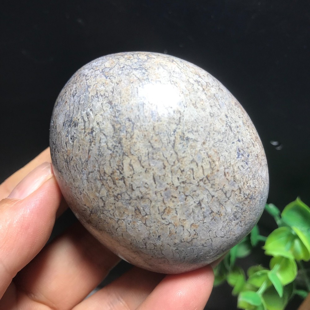 148g polished dinosaur bone specimen Madagascar 10