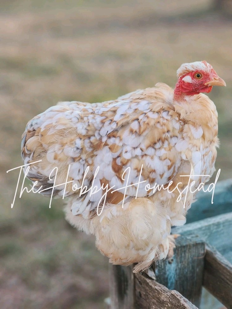 6 Calico Cochin Bantam Hatching Eggs