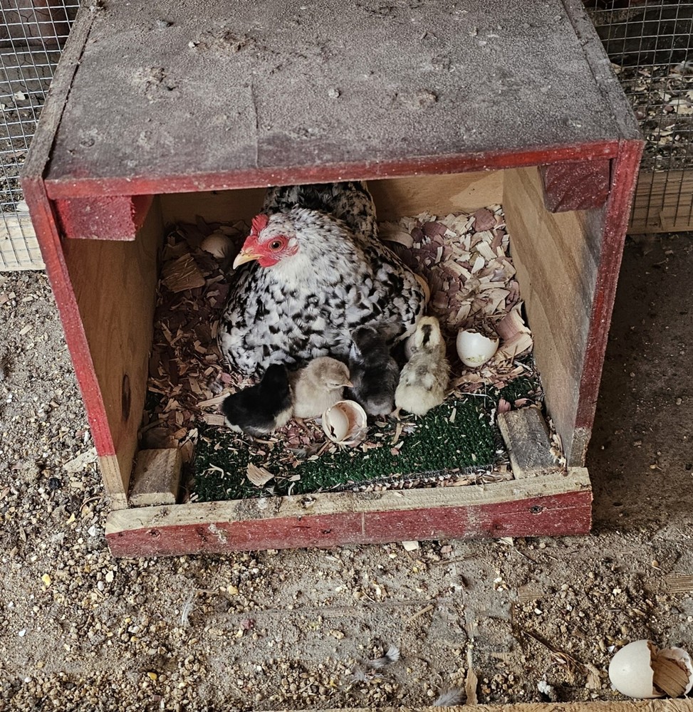 20 Serama Chicken Hatching Eggs
