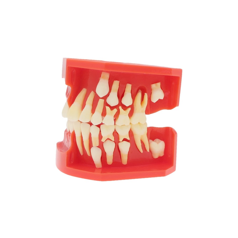 Teeth Typodonts Dental Model #7013 - Teeth Eruption Development Model Alterna...