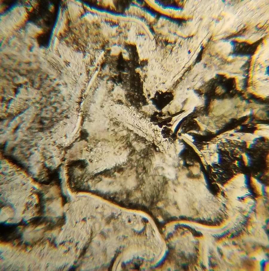 Diorite from Mt. Rainier Washington Petrographic Microscope Slide (MRD-3)