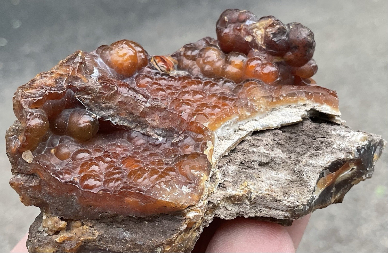 103g Botryoidal Agatized Coral Fossil Chalcedony Stalactite Florida