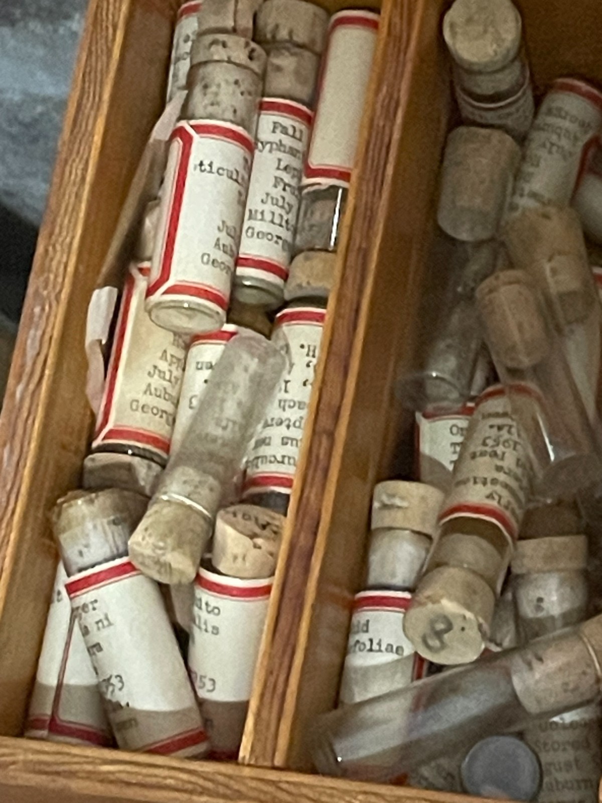 Entomology Slides Microscope Biology Insects With Box 1950's