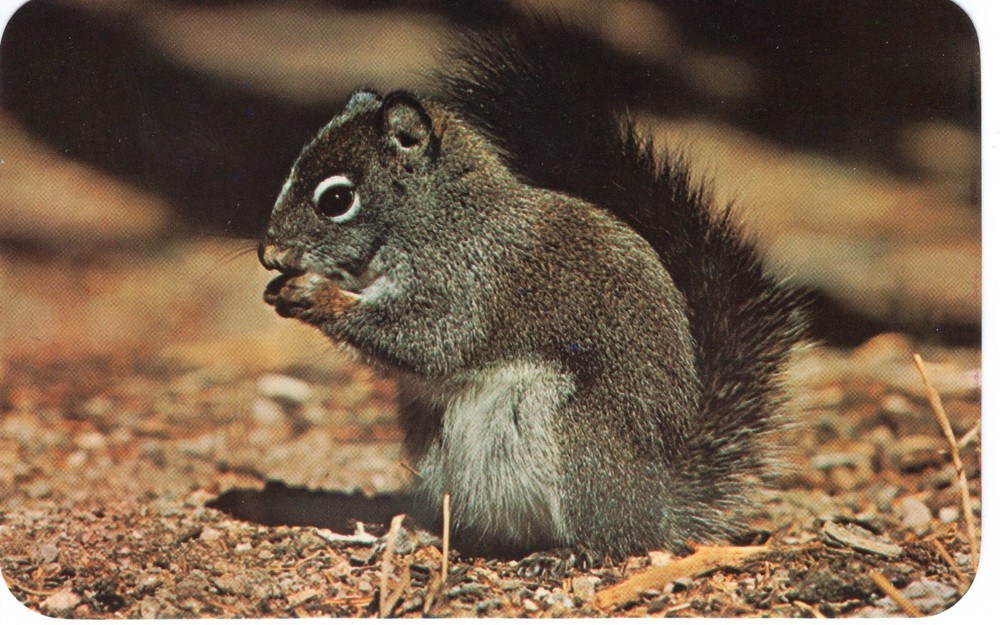 GRAY SQUIRREL - PC3995
