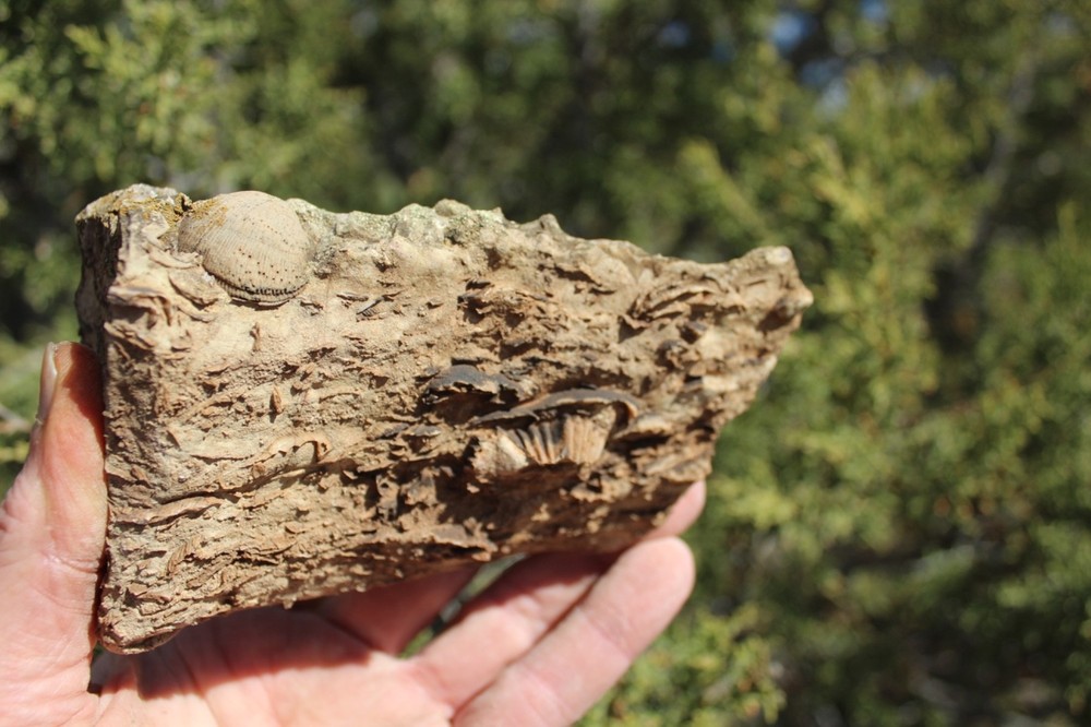 RARE Locality - Superb Display Specimen - Brachiopod/Shell Fossil - DEVONIAN