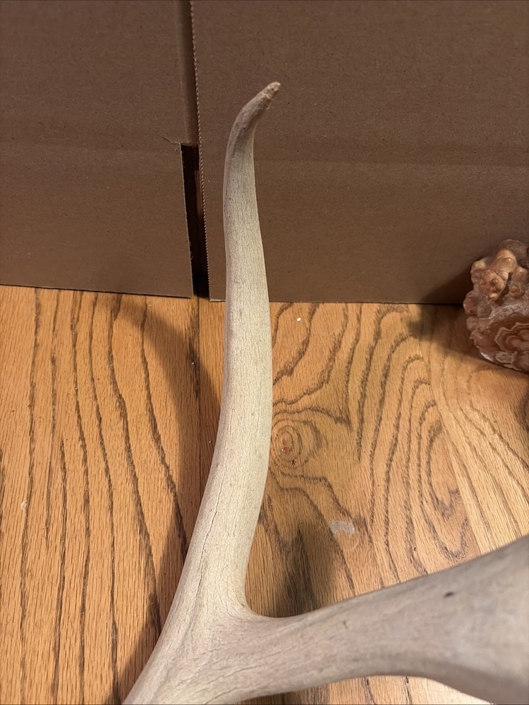 Large Antler Shed See Photos