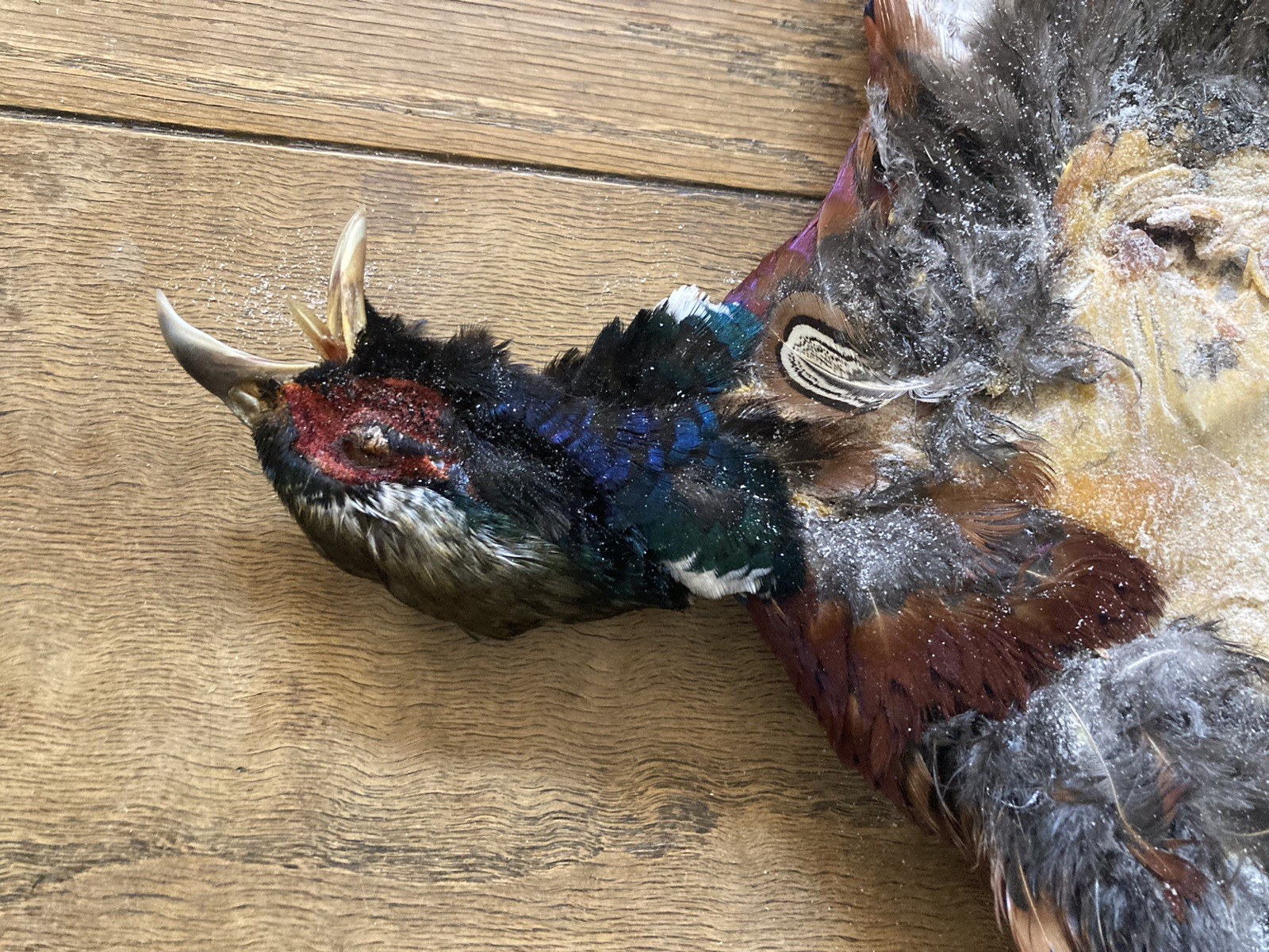 Rooster RINGNECK PHEASANT Full SKIN 2 Wings Tail Feathers Wall Art Man Cave